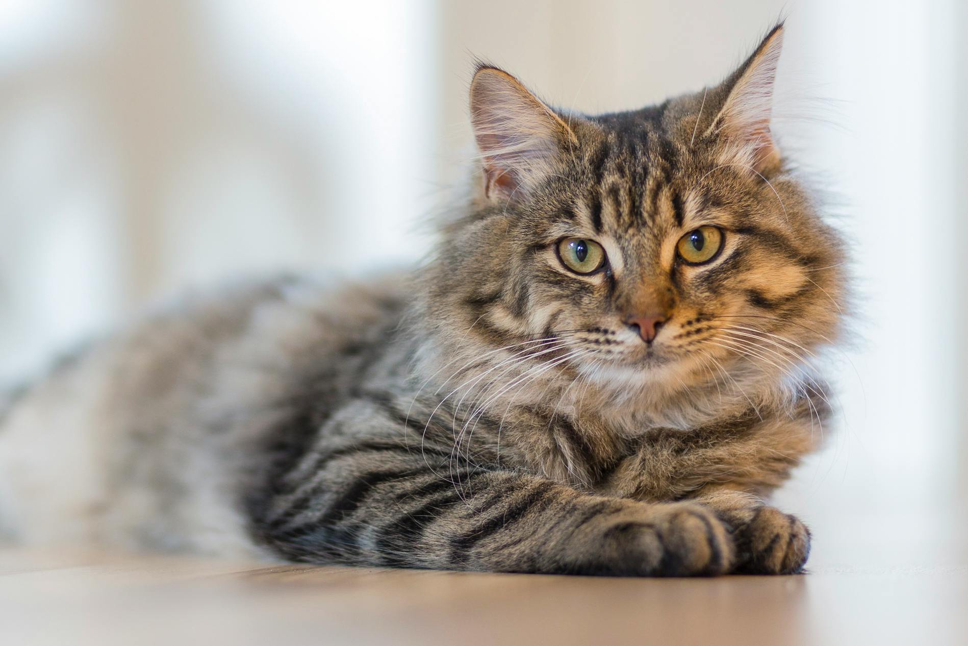 Happy cat laying on a hardwood floor